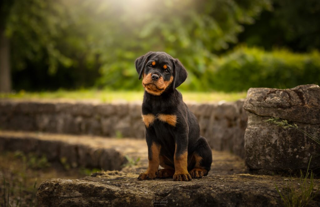 chiot rottweiller