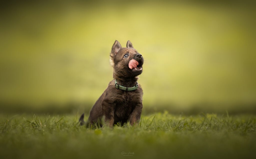 chiot berger allemand