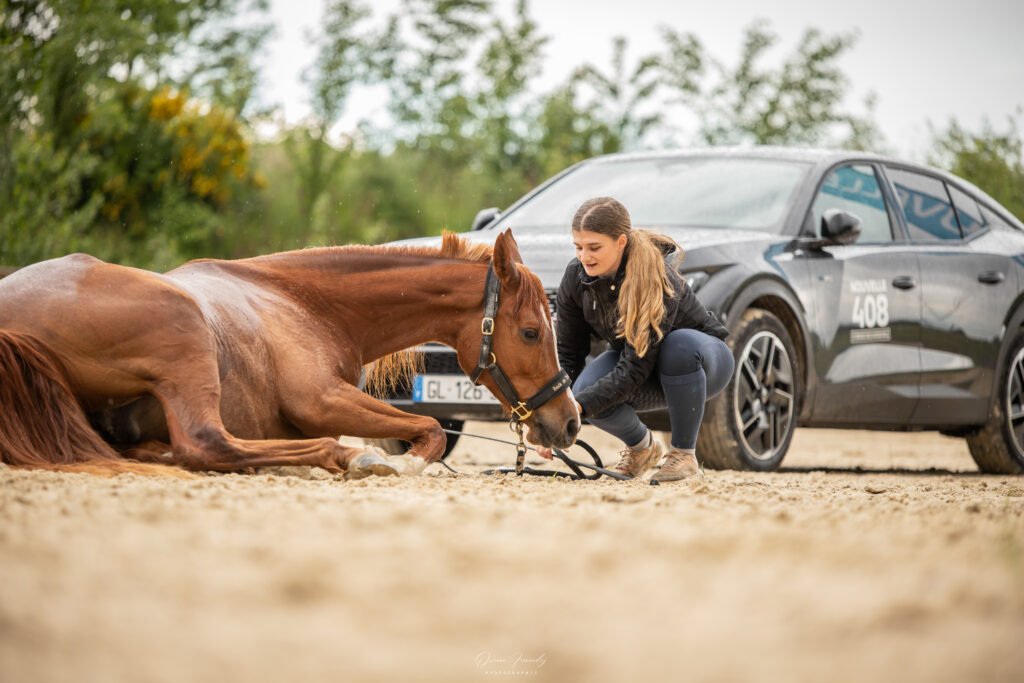 Cheval couché