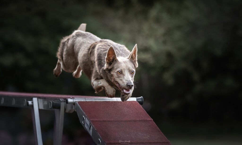 chien agility - Kelpie australien Kelpie australien en agility